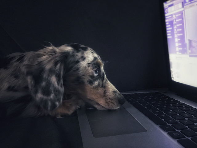 Pet Working